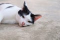 Black and white cat on the wall