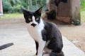 Black and white cat on the wall