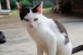 Black and white cat on the wall