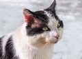 Close-up White and Black Cat Head Looking Ahead