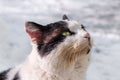 Close-up White and Black Head Cat Looking Up