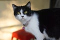 Black and white cat with yellow eye Royalty Free Stock Photo