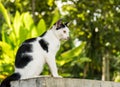 Black & white cat with yellow eyes Royalty Free Stock Photo