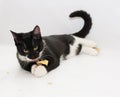 Black and white cat with yellow eyes Royalty Free Stock Photo