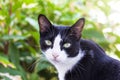 Black and white cat with yellow eyes looking at the camera in backyard. Royalty Free Stock Photo