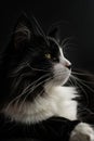 A black and white cat with a yellow nose and whiskers is looking at the camera Royalty Free Stock Photo