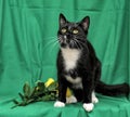 Black and white cat with yellow roses Royalty Free Stock Photo