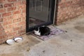 A black and white cate sleeping outside on the door mat Royalty Free Stock Photo
