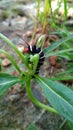 Black and white caterpillar is on a flower plant Royalty Free Stock Photo