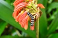 Black and White Caterpillar on a orange flower Royalty Free Stock Photo