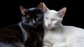 Black and White Cats Cuddling Closely, Heads Resting on Each Other Royalty Free Stock Photo