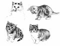 Black and white cats and kittens inkn hand drawn illustration Royalty Free Stock Photo