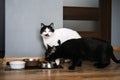 Black and White Cats Ready for Mealtime. Two black and white cats looking eagerly at the camera, standing next to their