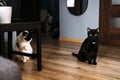 Black and White Cats Ready for Mealtime. Two black and white cats looking eagerly at the camera, standing next to their