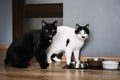 Black and White Cats Ready for Mealtime. Two black and white cats looking eagerly at the camera, standing next to their