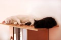 Black and white cats rest and sleep in living room of apartment. Two dear sweet female cats enjoy at home on wooden cabinet.