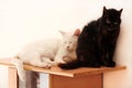 Black and white cats rest and sleep in living room of apartment. Two dear sweet female cats enjoy at home on wooden cabinet.