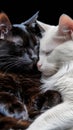 Black and White Cats Sleeping Together in a Close Embrace Royalty Free Stock Photo