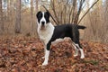 Black-and-white Central Asian shepherd