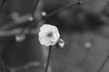 A Black and white cheery bloom in Maryland Royalty Free Stock Photo