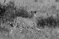 Black And White Cheetah Running on the Savannah grass for its prey Prey at the Masai Mara National Reserve
