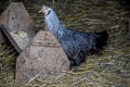 Black and White Chicken Eating out of Trough