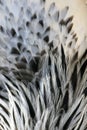 Black and white Chicken feathers texture