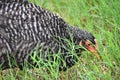 Black and white chicken hen free ranging side view