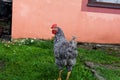 Black and white chicken standing in the yardwith blurred background. Village concept with domestic animals. Green grass Royalty Free Stock Photo