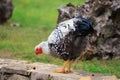 Black-and-white chicken walks around the yard, close-up