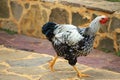 Black-and-white chicken walks around the yard, close-up