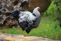 Black-and-white chicken walks around the yard, close-up