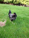 a black and white chicken runs over grass Royalty Free Stock Photo
