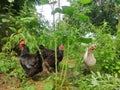 Black and white chickens walk in the grass on the farm in nature. young chickens in the poultry yard