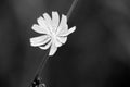 Black and White of Chicory flower