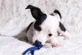 Black and White Chihuahua Dog Chewing. Puppy looking away from camera. Royalty Free Stock Photo