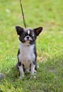 Black And White Chihuahua Dog Sitting On Green Grass With Rope Leash