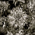 Black and white chrysanthemum Royalty Free Stock Photo
