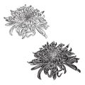 Black and white chrysanthemums line set isolated on white background.