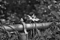 Black and white Clematis gypsy queen flower growing on a chain link fence Royalty Free Stock Photo