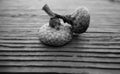 Black and white close up of acorns on a wooden backgrounnd