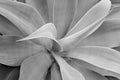 Black and white close up of Agave attenuata succulent leaves. Royalty Free Stock Photo