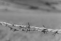 Black and white close up of a barbed wire with blurred background.