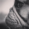 Black and white close up Brachycephalic short muzzle profile Royalty Free Stock Photo