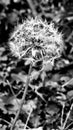 Black and white dandelion