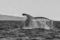 Black and White Close Up Humpback Whale Tail Dripping Water Royalty Free Stock Photo