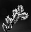 Black and white close up image of back lit tree buds silhouetted against a black background. Royalty Free Stock Photo