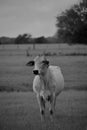 Black and white close up image of a Brahma cow