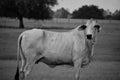 Black and white close up image of a Brahma cow