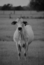 Black and white close up image of a Brahma cow